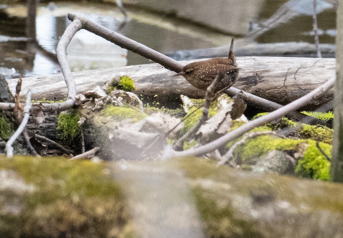 Winter Wren - ML618390065