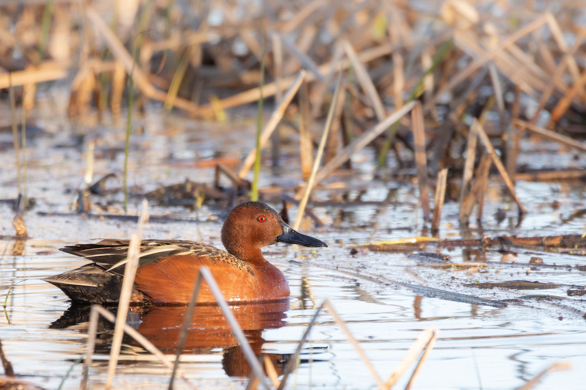 Cinnamon Teal - Micah Anderson