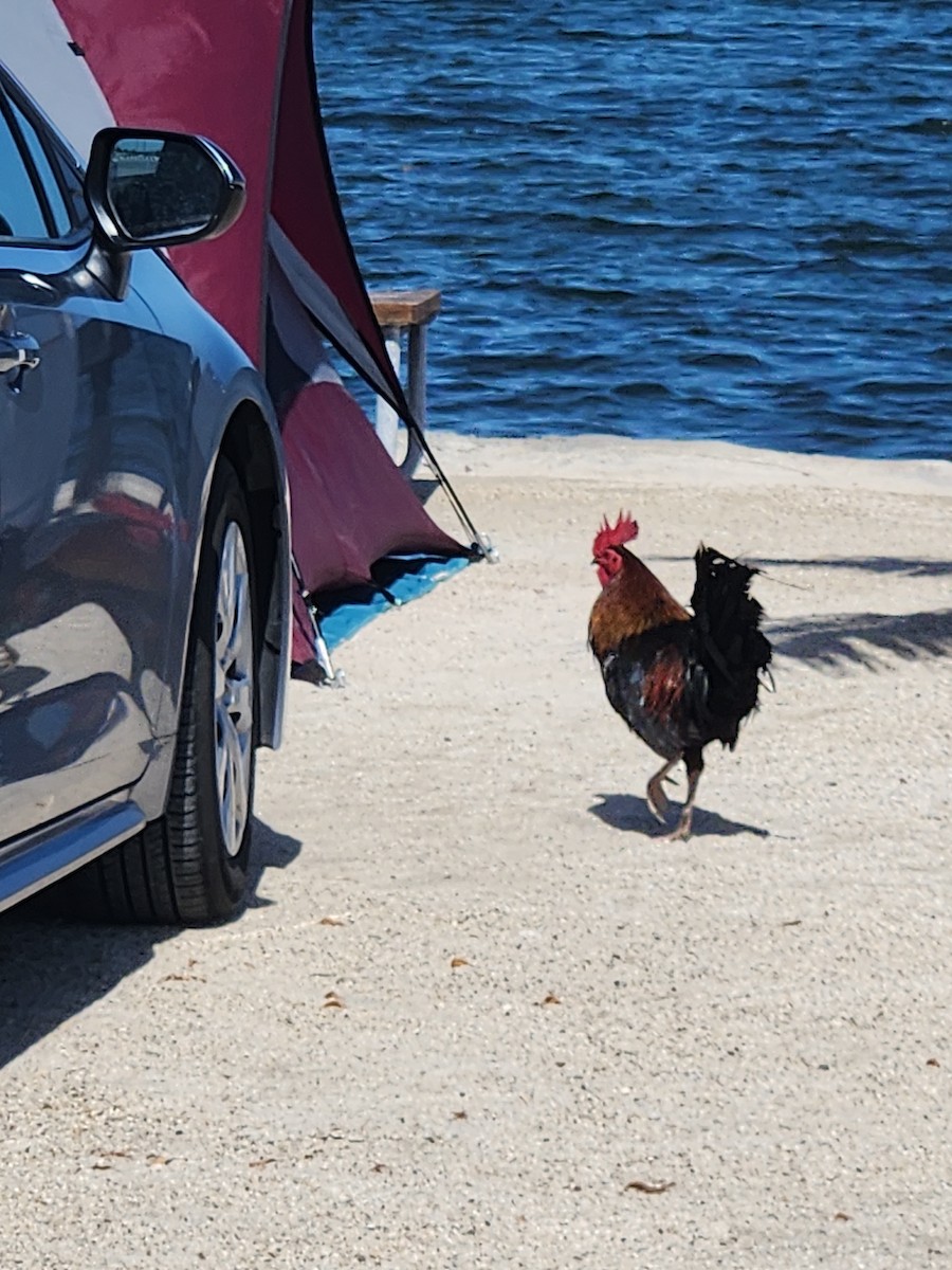 Coq bankiva (forme domestique) - ML618390134
