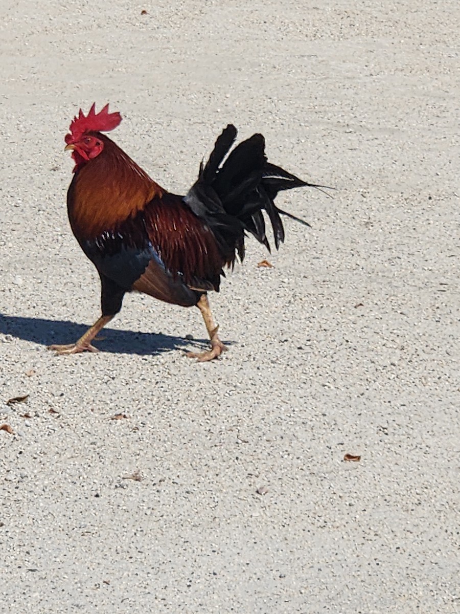 Coq bankiva (forme domestique) - ML618390135