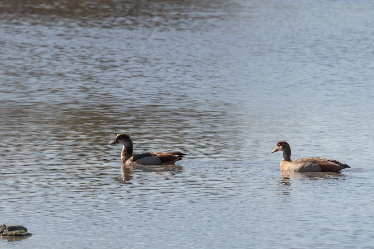 Egyptian Goose - ML618390153