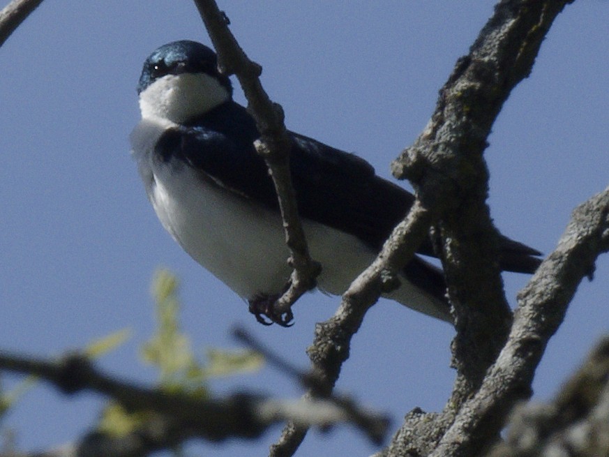 Tree Swallow - Ralph Miner