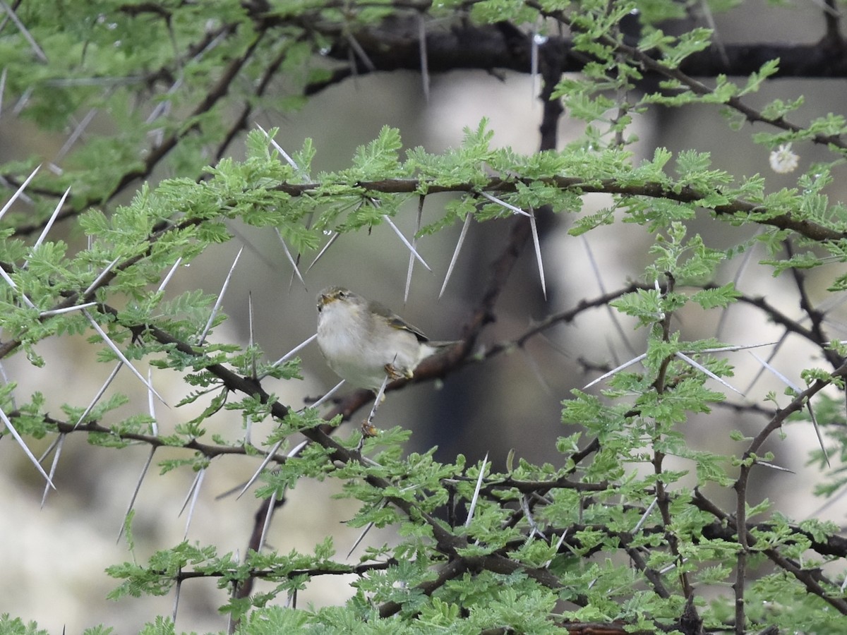 Willow Warbler - Shirley Bobier