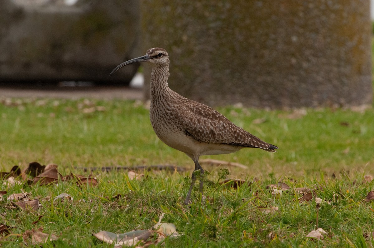 Whimbrel - Ben Martin Mortimer