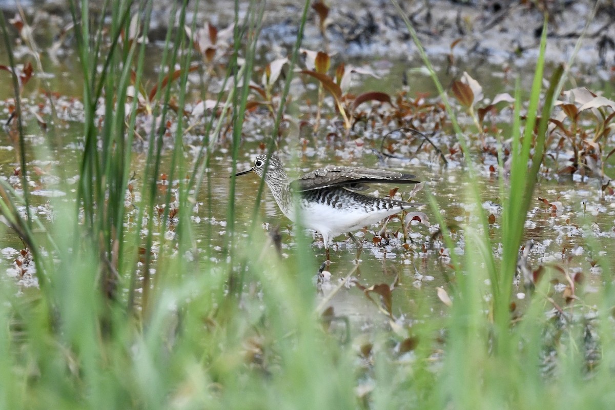 Solitary Sandpiper - ML618390242