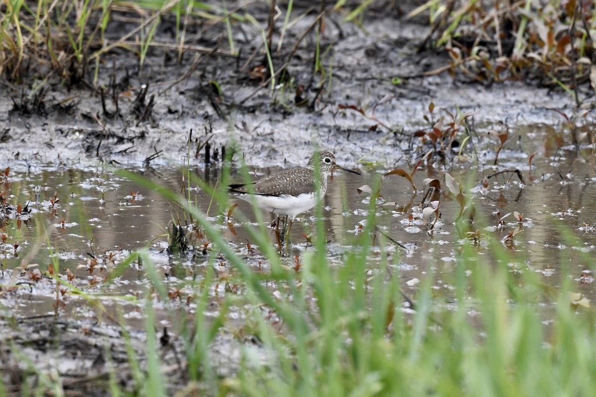 Solitary Sandpiper - ML618390245