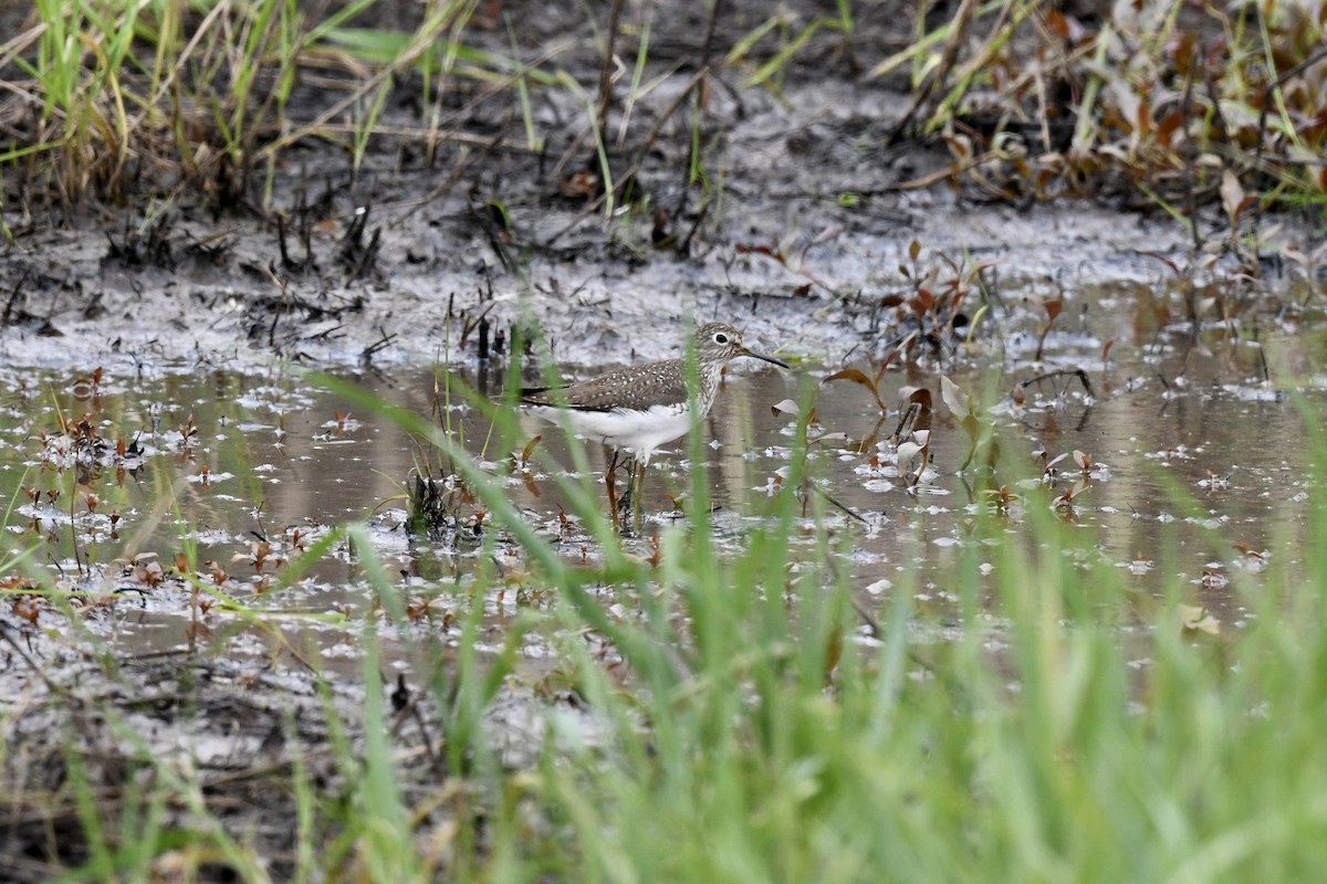 Solitary Sandpiper - ML618390251