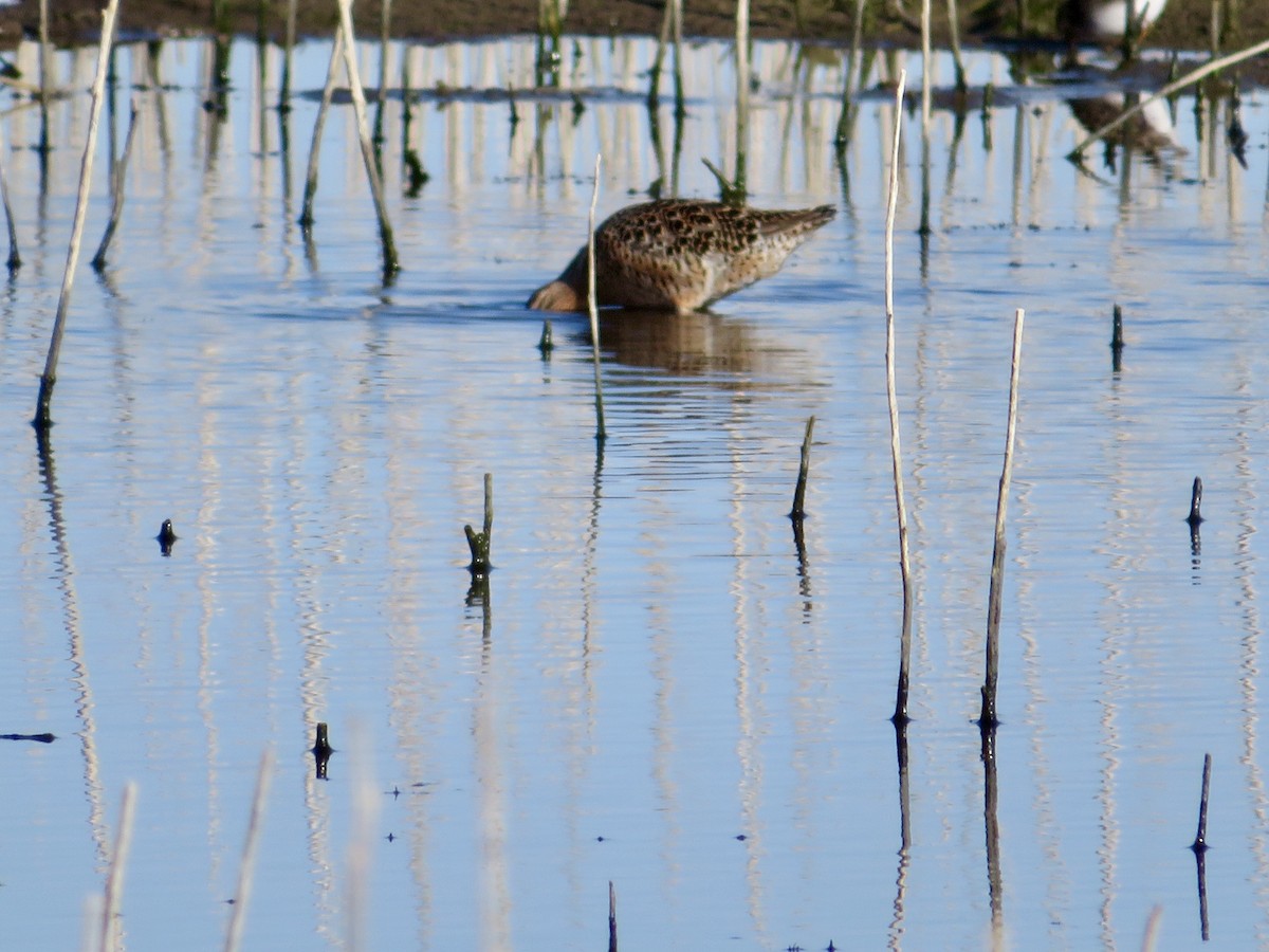 Short-billed Dowitcher - ML618390263