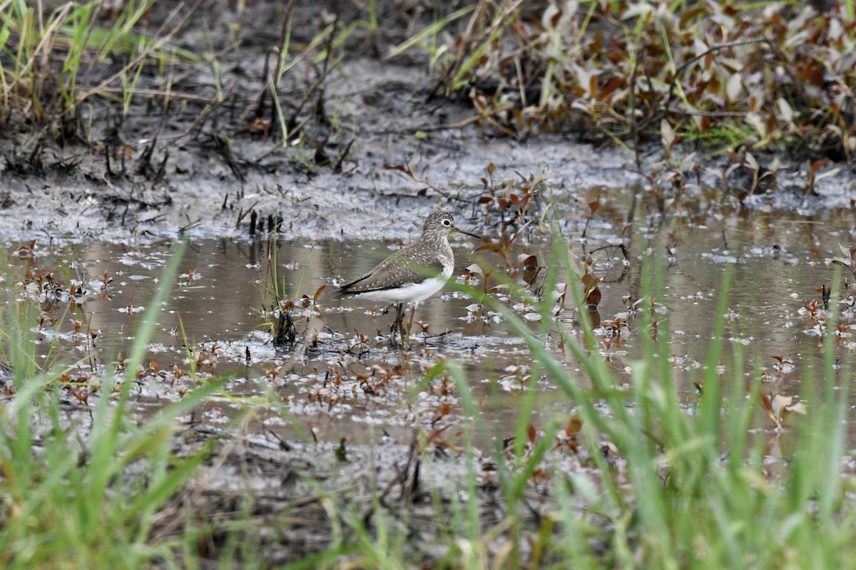 Solitary Sandpiper - ML618390264