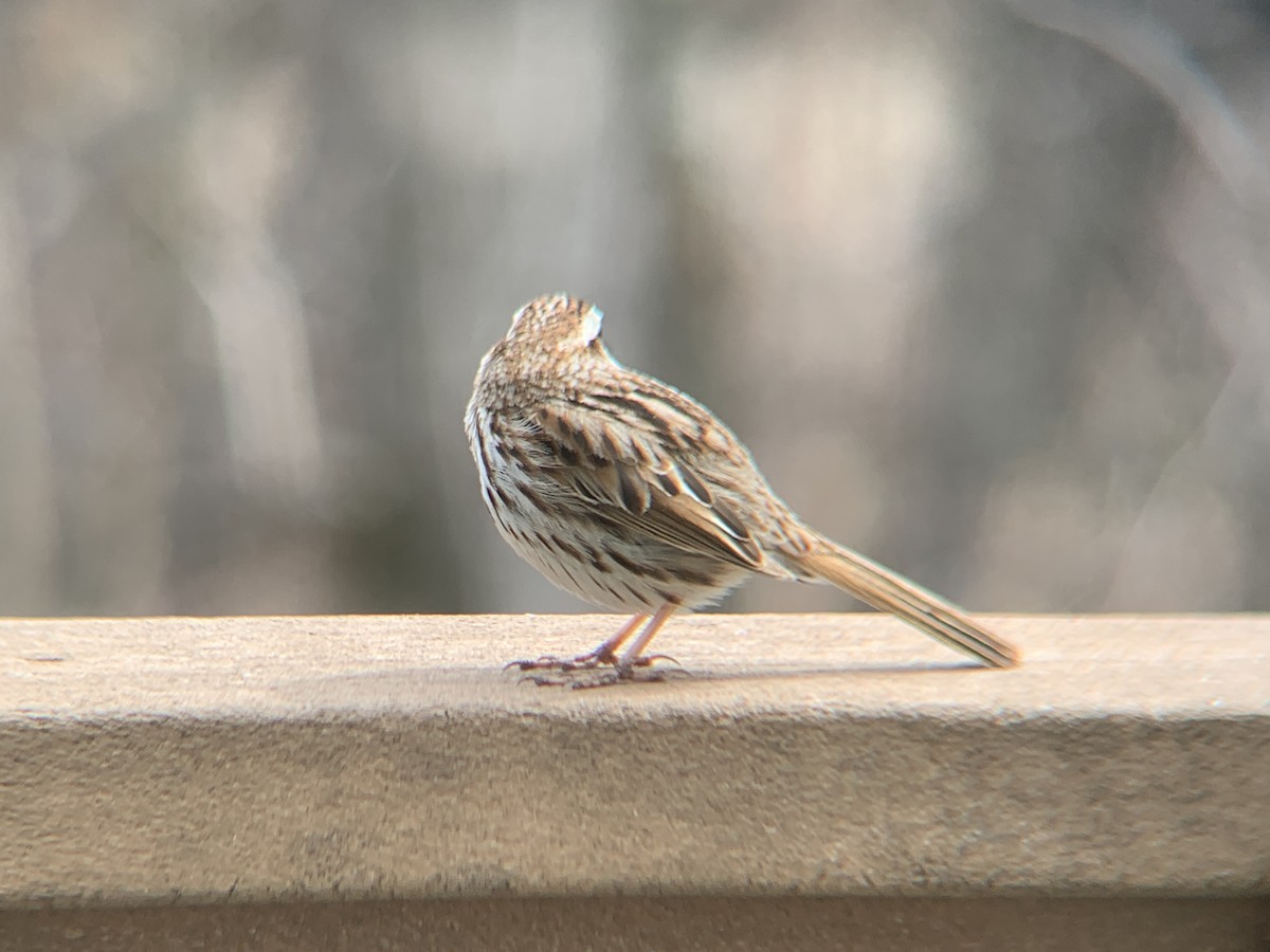 Song Sparrow - August Palmer