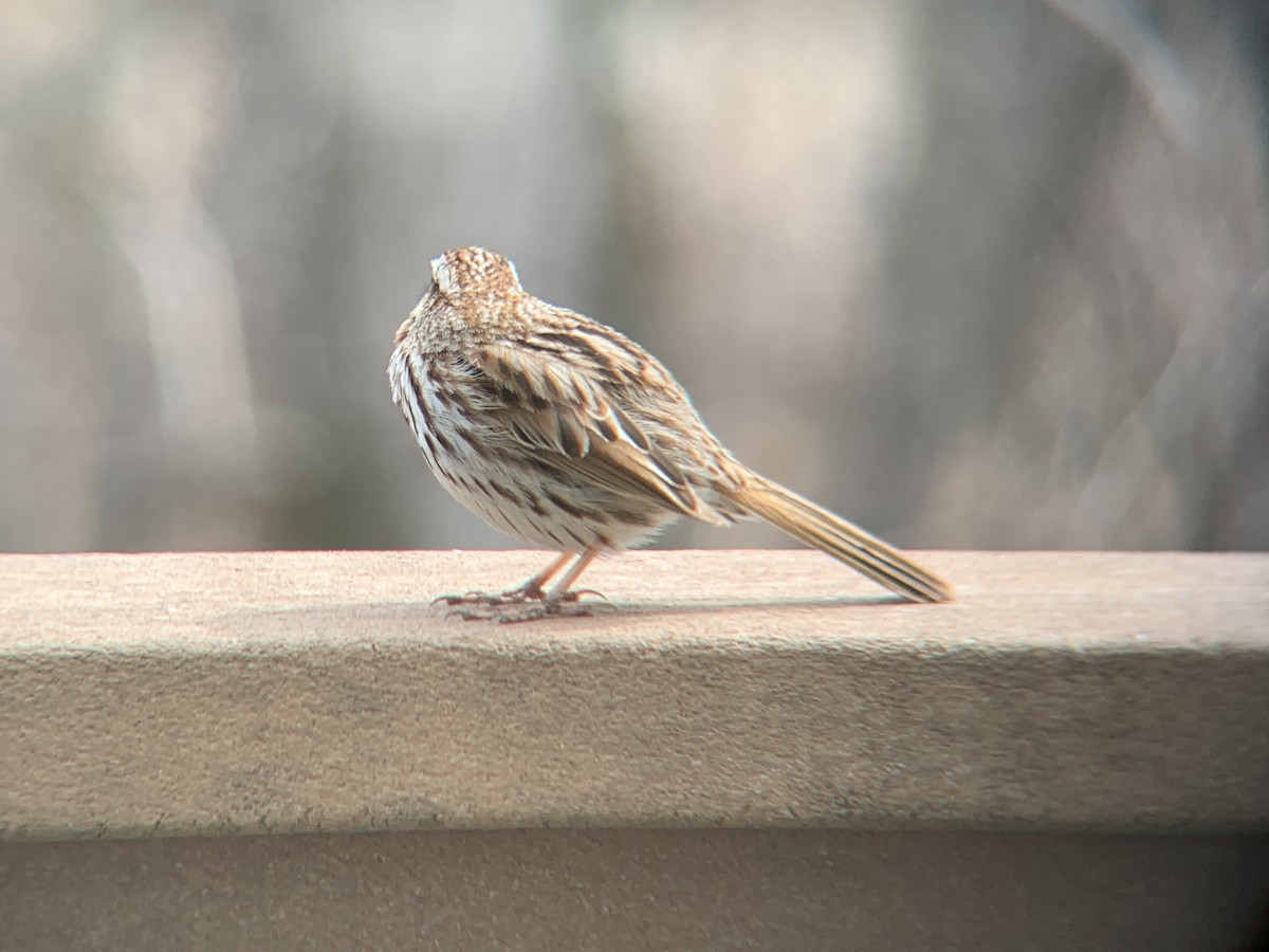 Song Sparrow - August Palmer