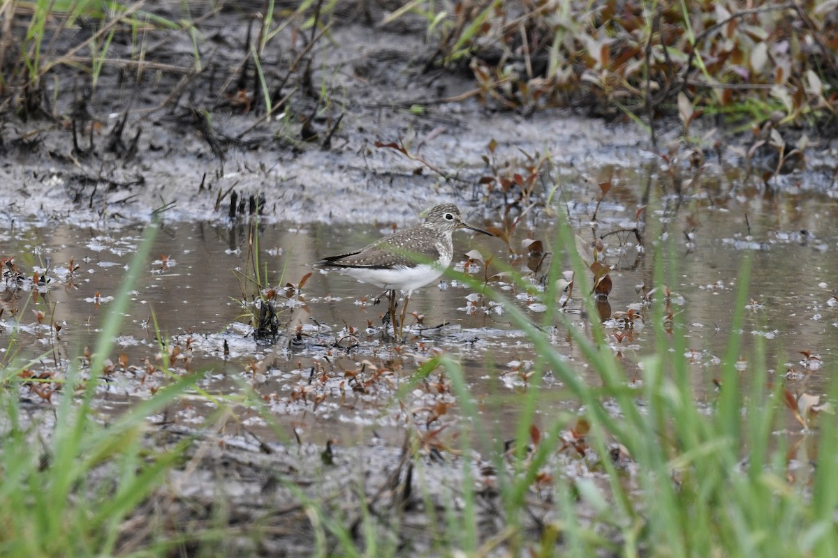 Solitary Sandpiper - ML618390284