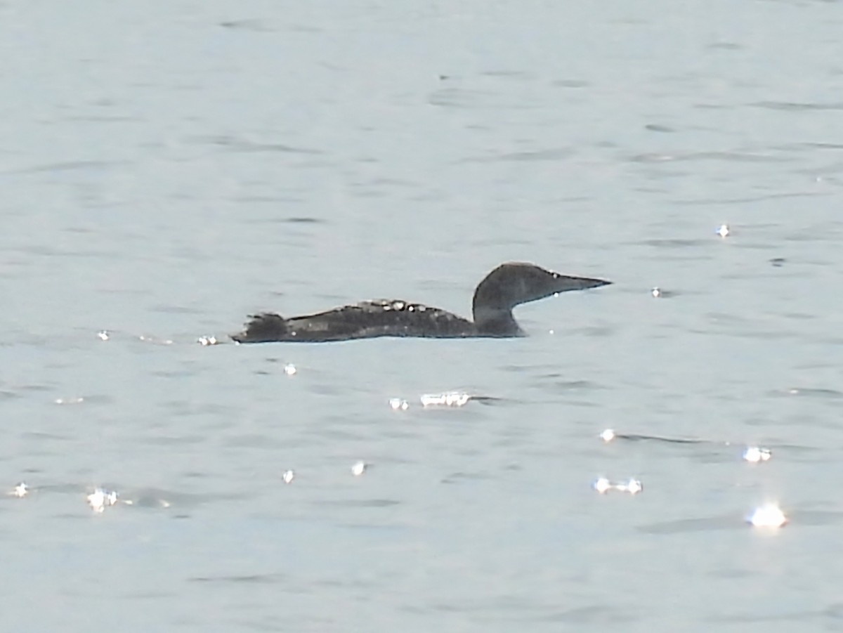 Common Loon - ML618390301