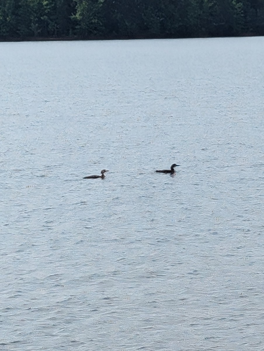 Common Loon - ML618390302