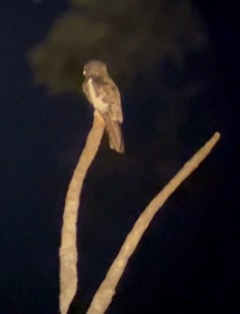 White-winged Potoo - ML618390334