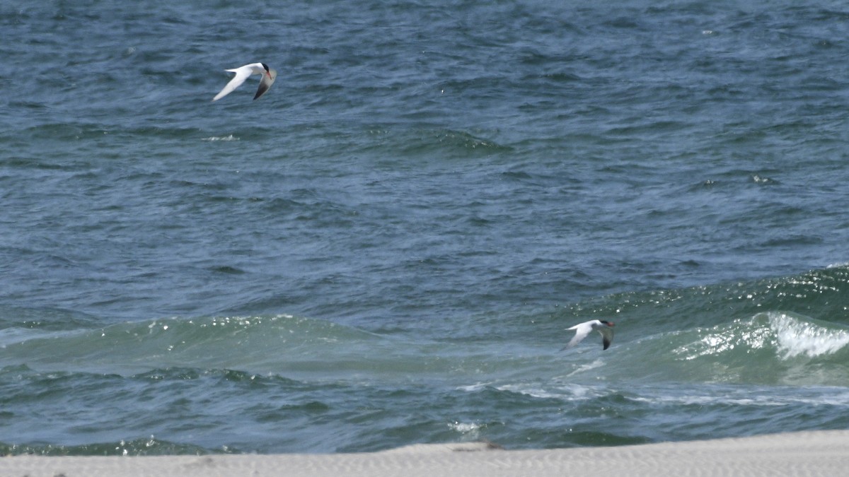 Caspian Tern - ML618390364