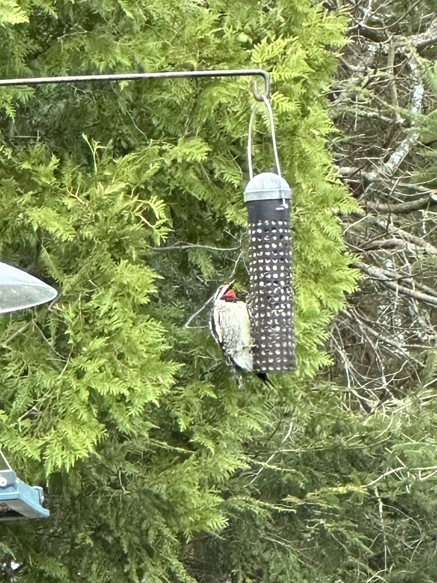 Yellow-bellied Sapsucker - Cat Graydon