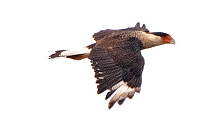 Crested Caracara - ML618390457