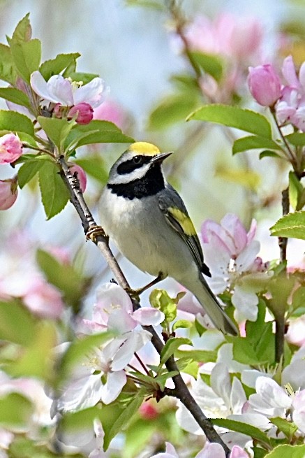 Golden-winged Warbler - Janet Brooks