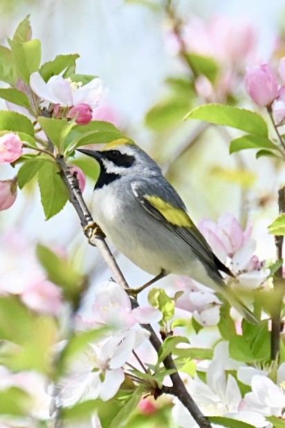 Golden-winged Warbler - Janet Brooks