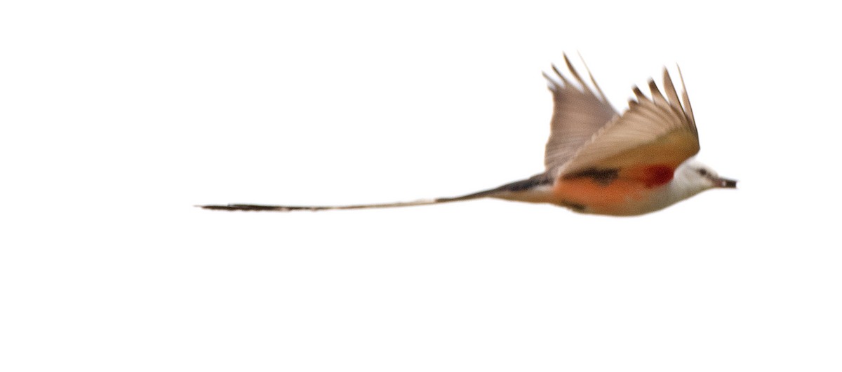Scissor-tailed Flycatcher - Kenneth Butler