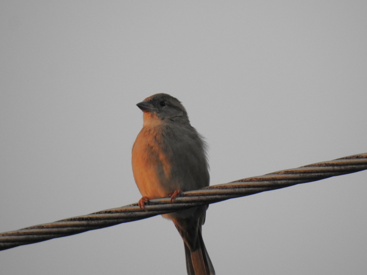 House Sparrow - Monica Mesch