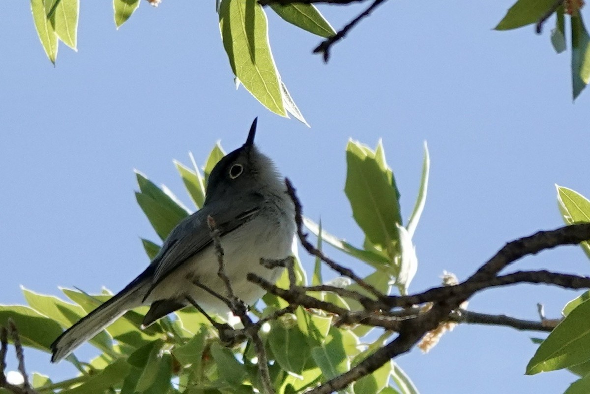 Blue-gray Gnatcatcher - ML618390523