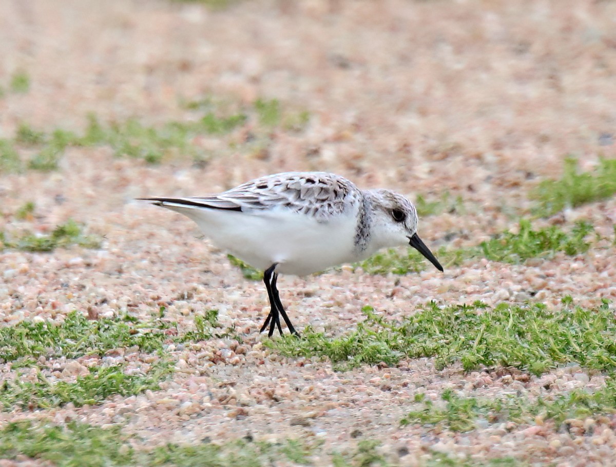 Sanderling - Elizabeth Winter