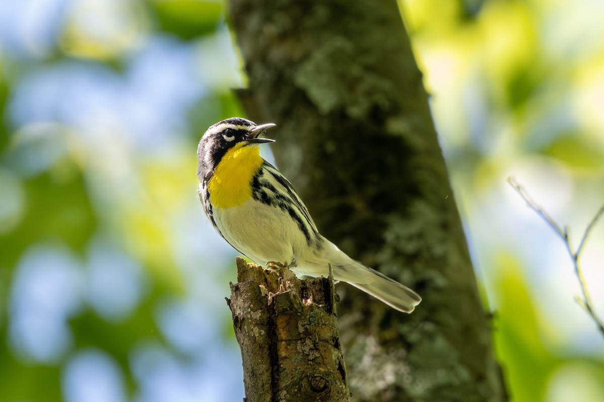 Yellow-throated Warbler - Doug Norwood