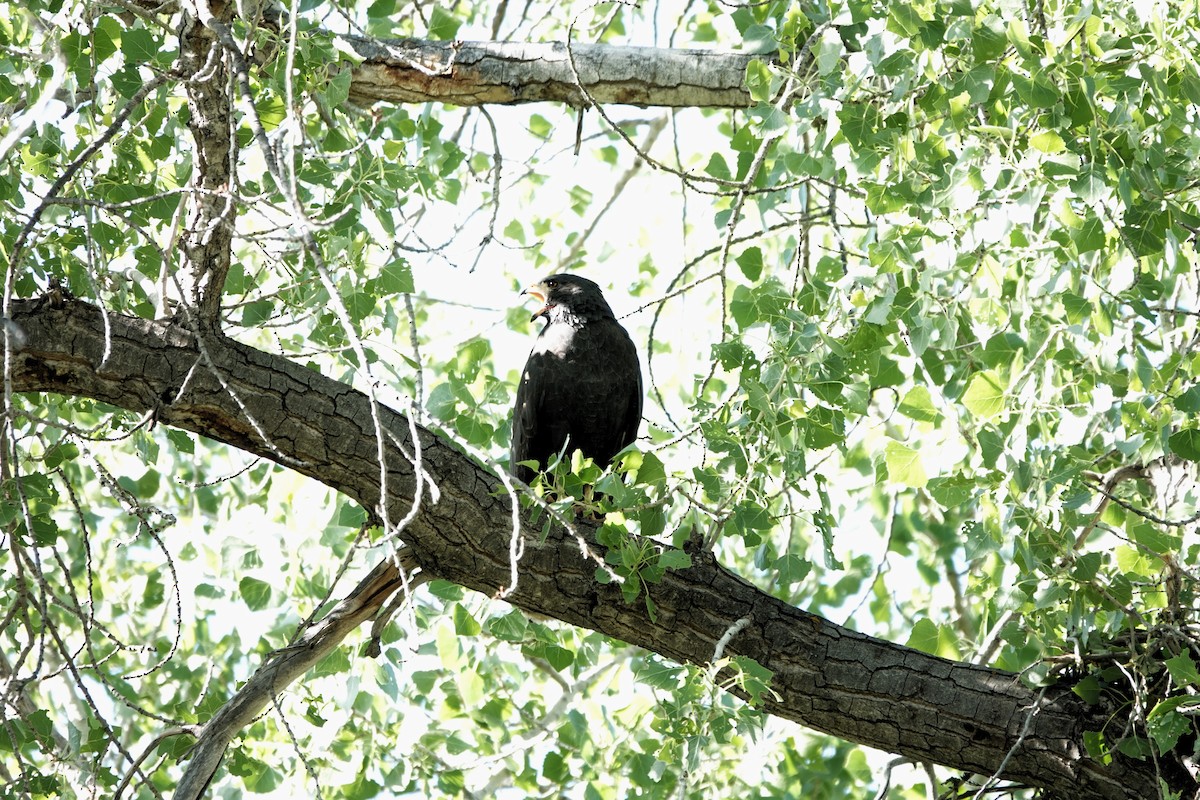 Common Black Hawk - Bill Compton