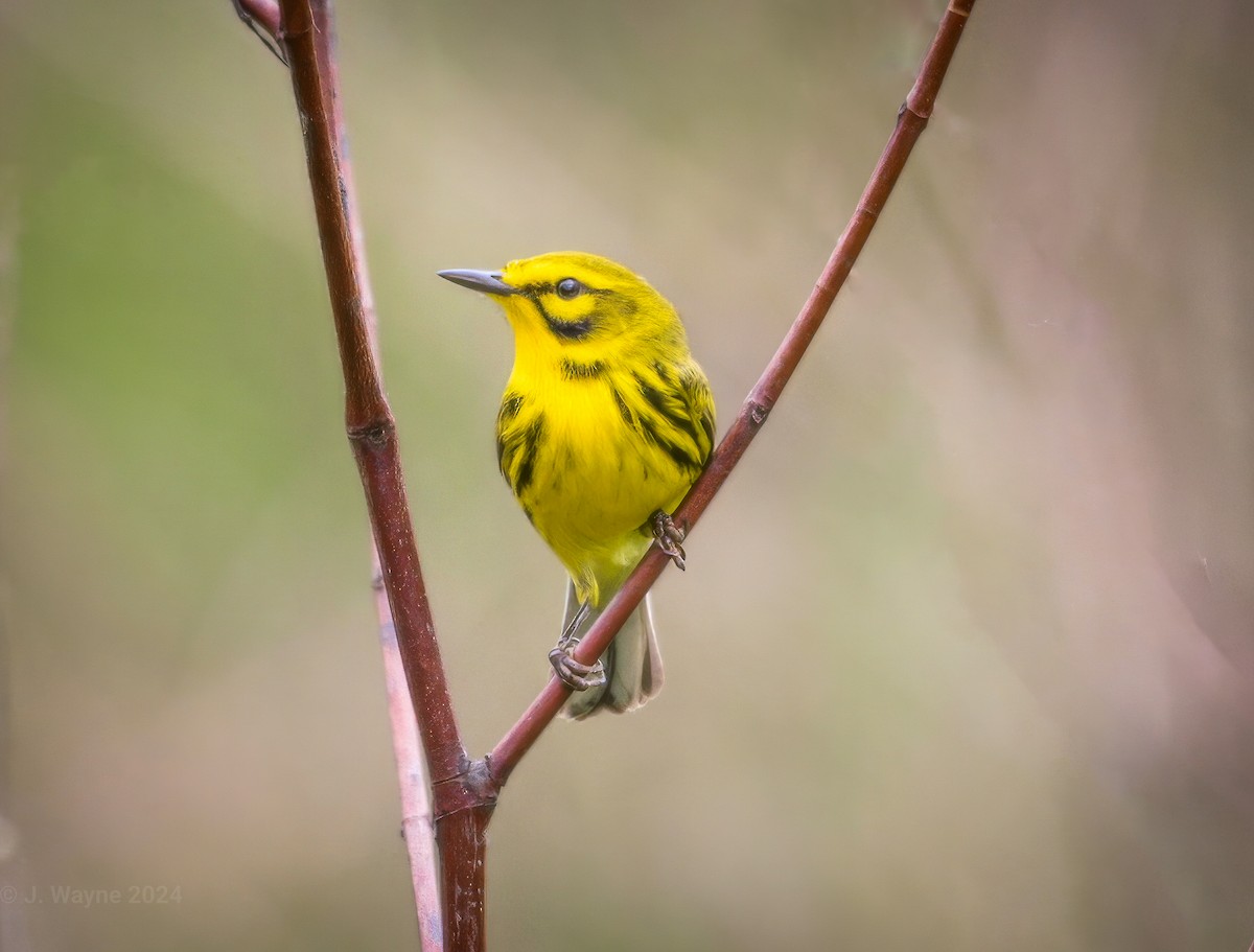 Prairie Warbler - ML618390652