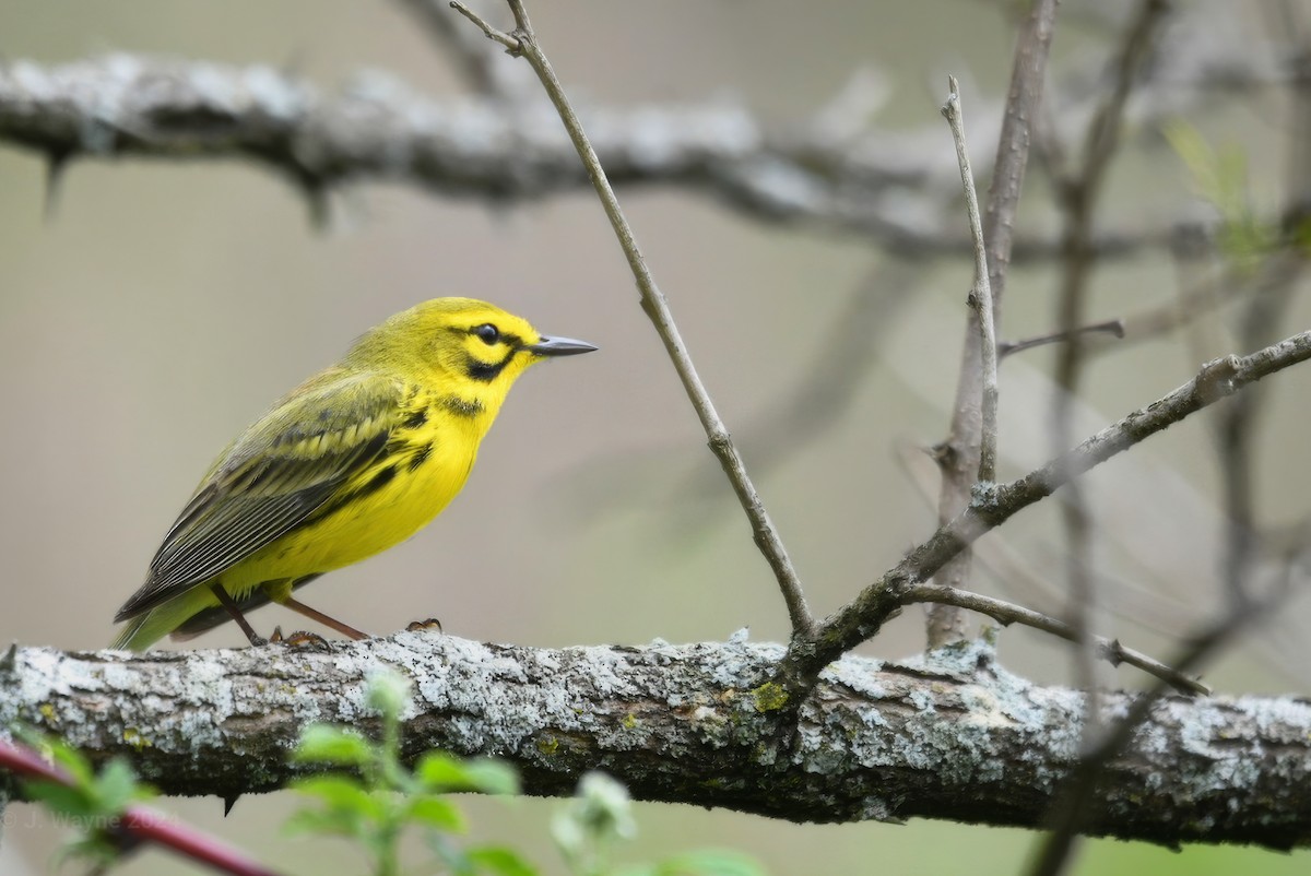 Prairie Warbler - ML618390656