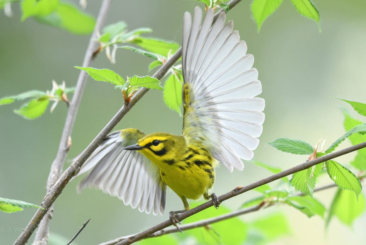 Prairie Warbler - ML618390663