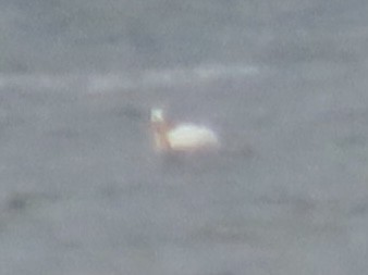 American White Pelican - ML618390666