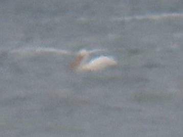 American White Pelican - ML618390667