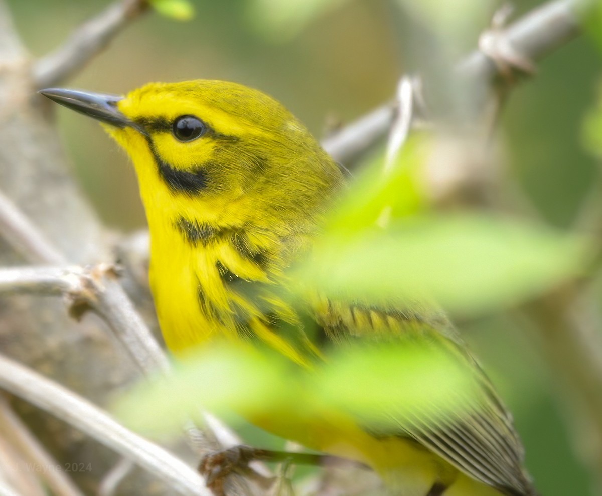 Prairie Warbler - ML618390674