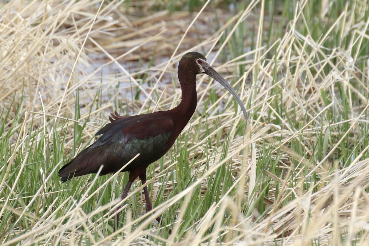 White-faced Ibis - Otto Mayer