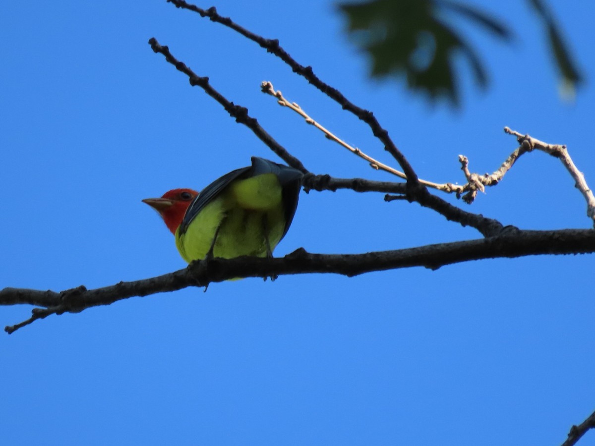 Western Tanager - Pat Paternostro