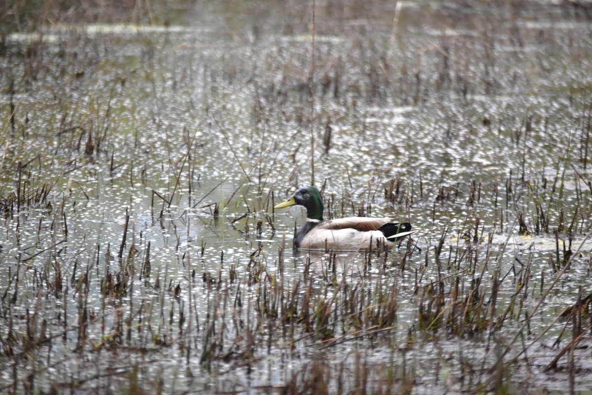 Mallard - irina shulgina