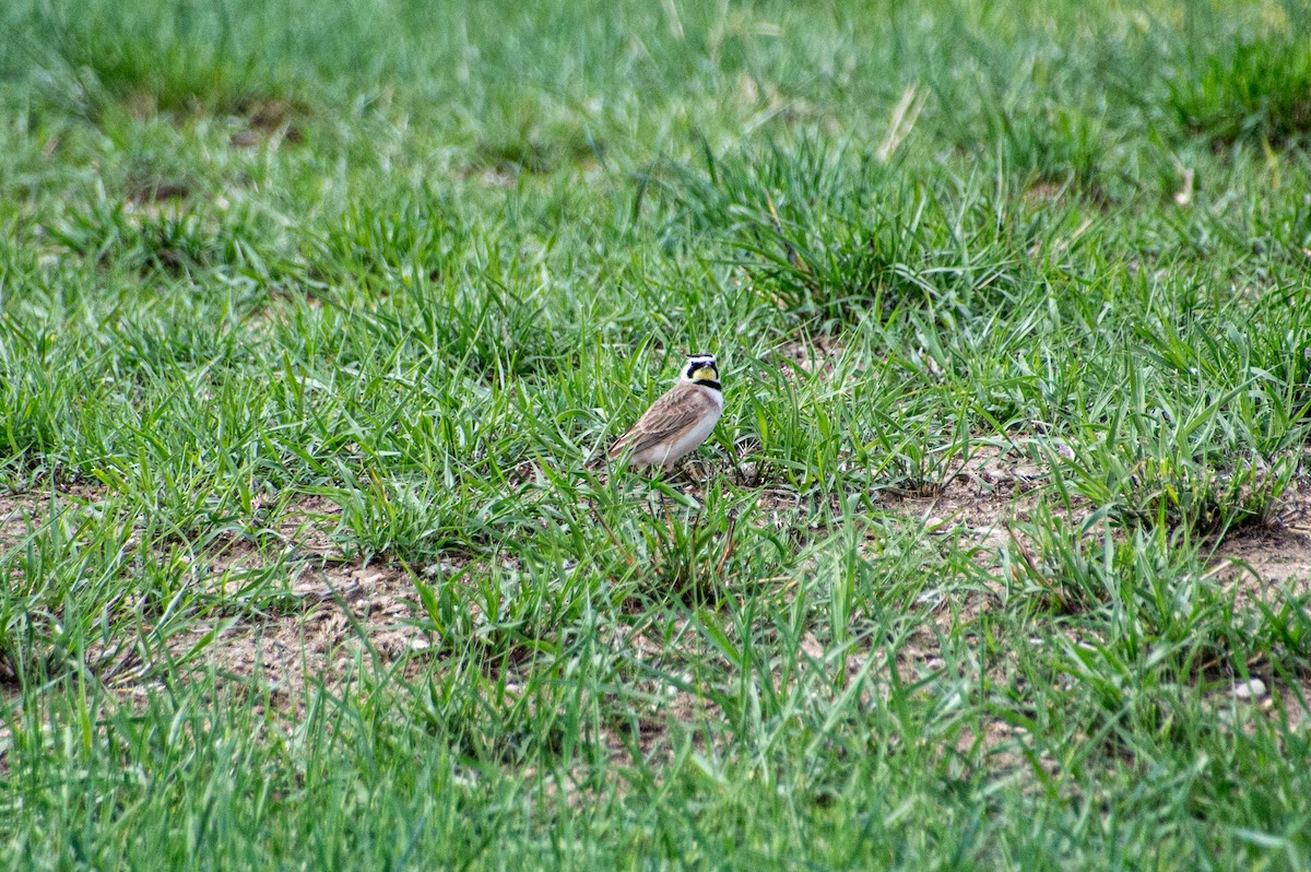 Horned Lark - Matt Blaze