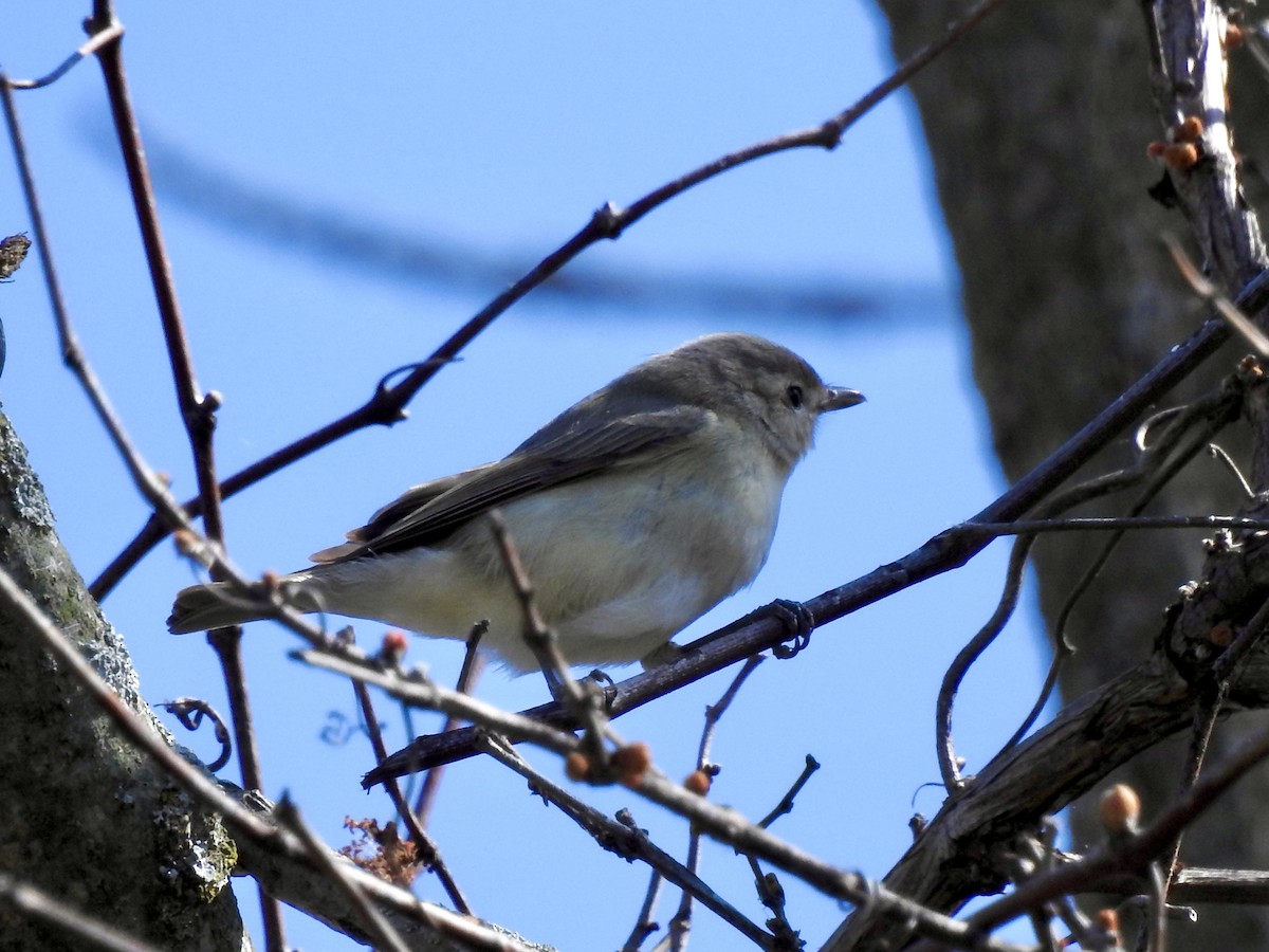 Warbling Vireo - ML618390706