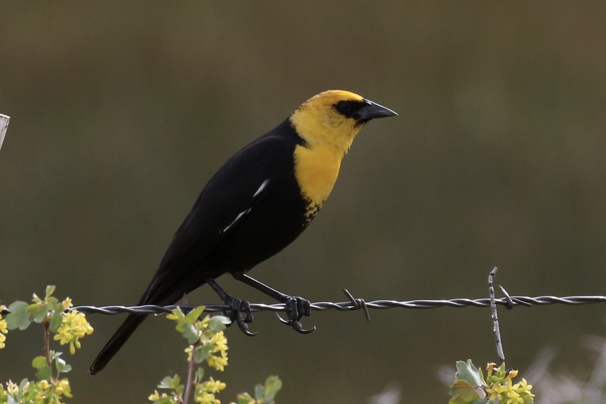 Yellow-headed Blackbird - ML618390712