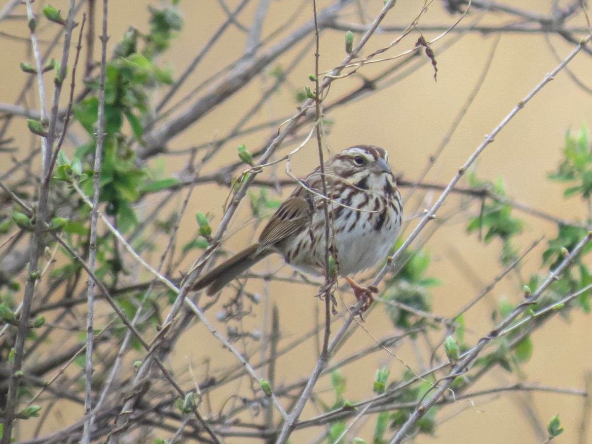 Song Sparrow - ML618390750