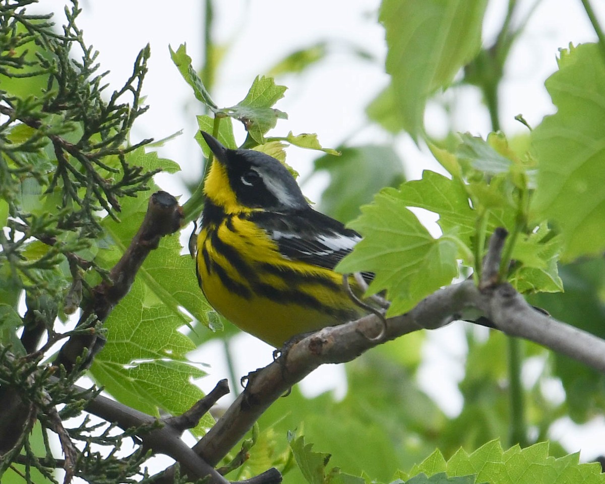 Magnolia Warbler - Joanne Dial