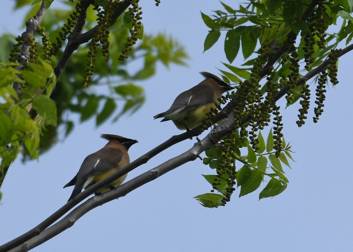 Cedar Waxwing - ML618390810