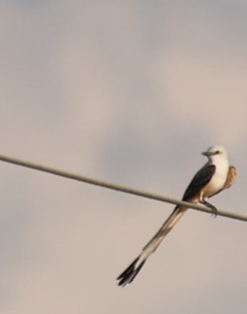 Scissor-tailed Flycatcher - ML618390815