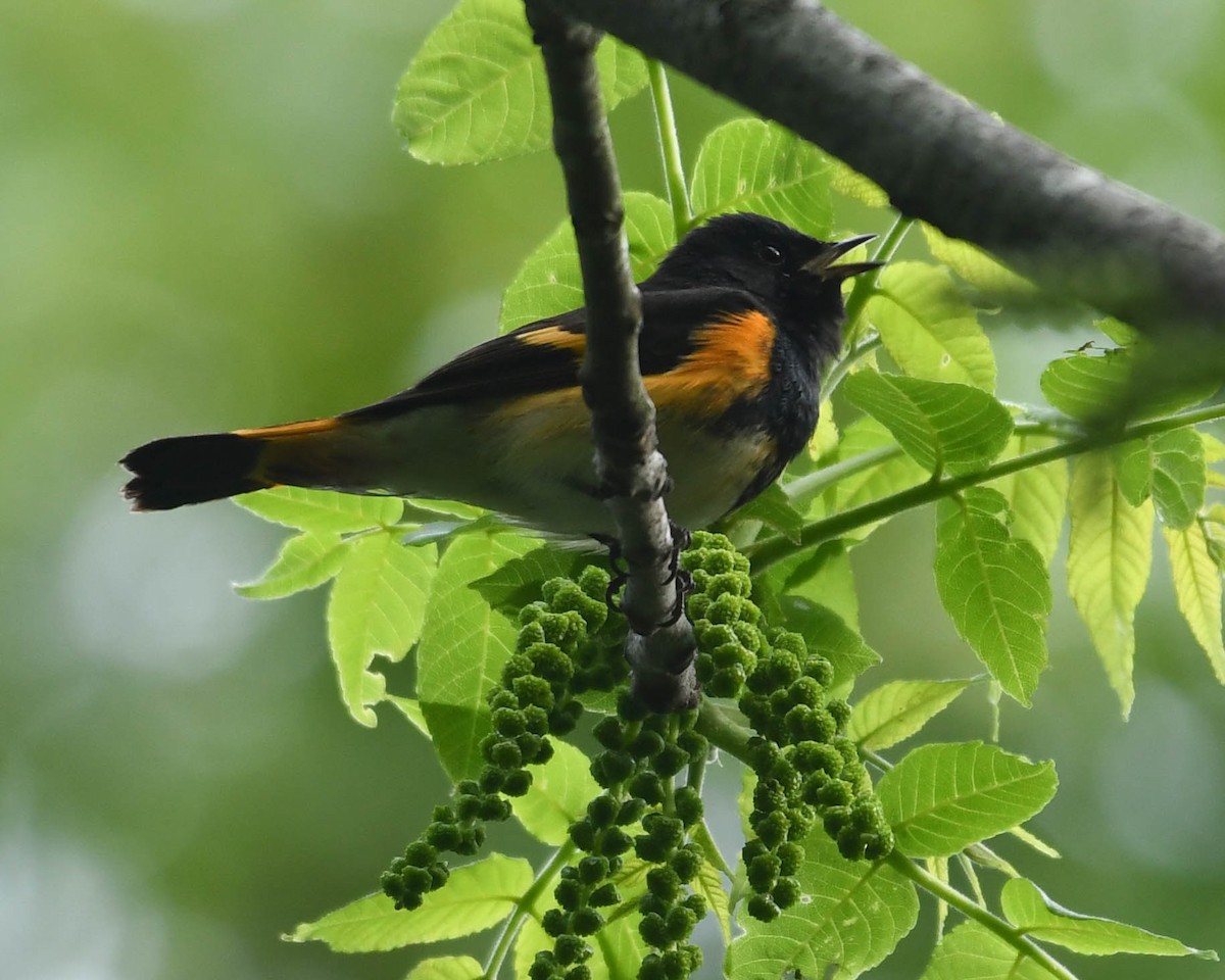 American Redstart - ML618390824