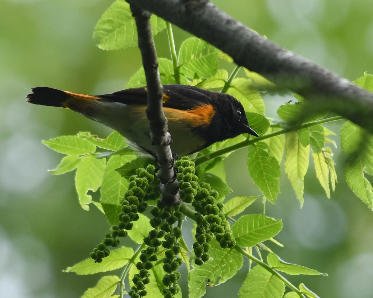 American Redstart - ML618390825