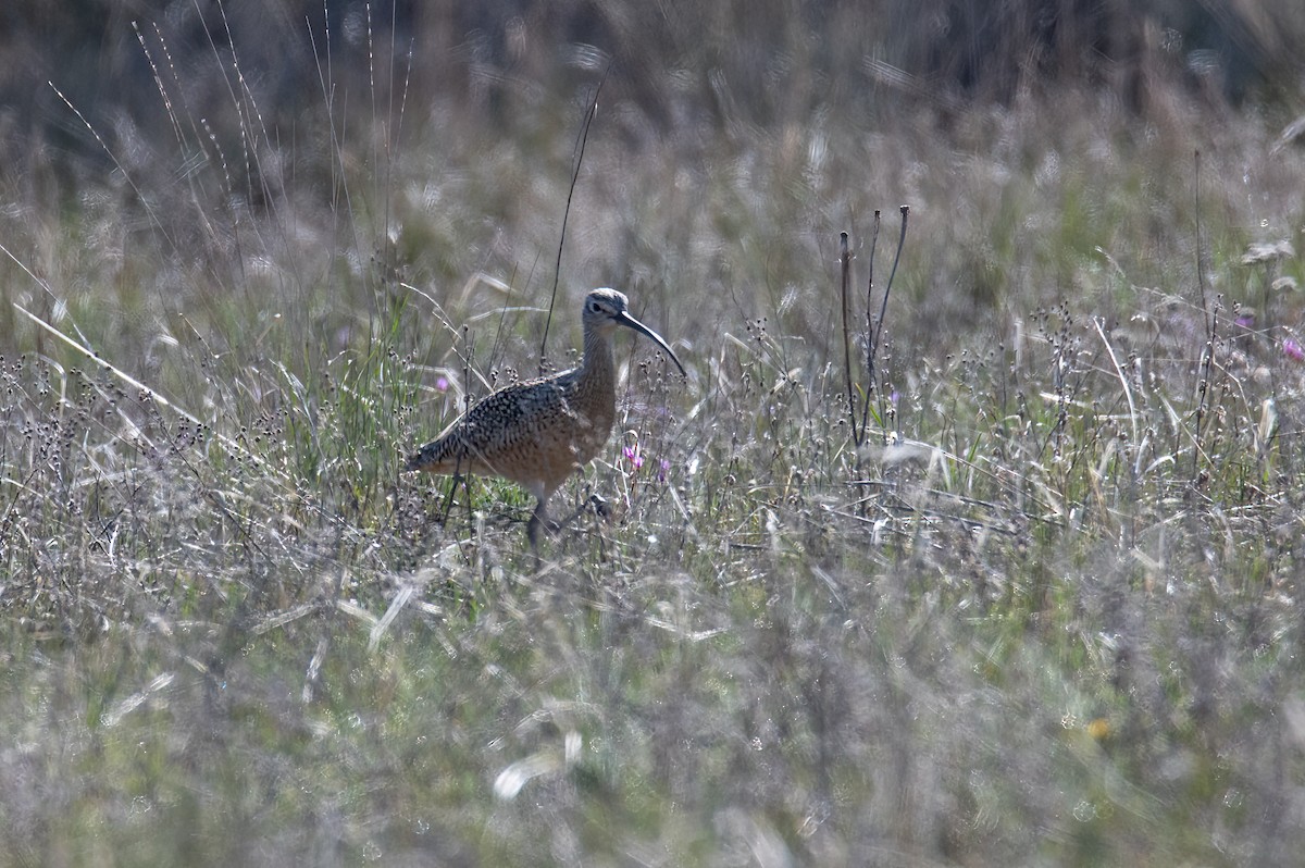 Long-billed Curlew - ML618390856