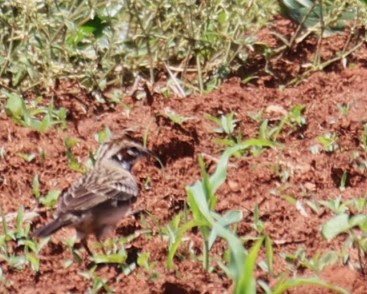 Lark Sparrow - Lawrence Gardella